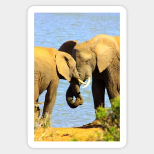 African Wildlife Photography Elephant love Sticker